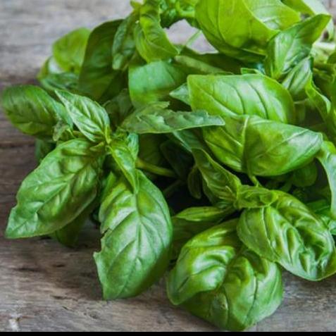 Albahaca