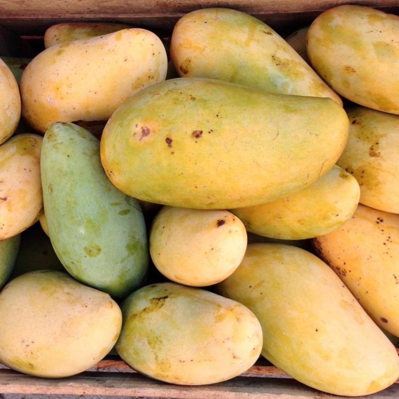 Mango Manila