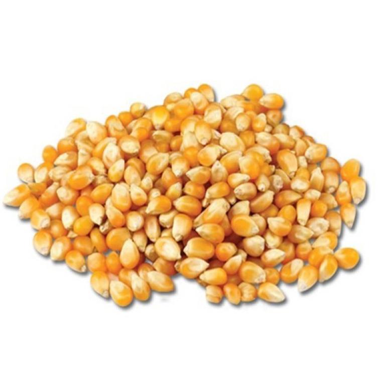 46 - Milho de Pipoca (100g)