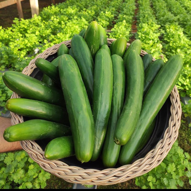 1kg Pepino japonês