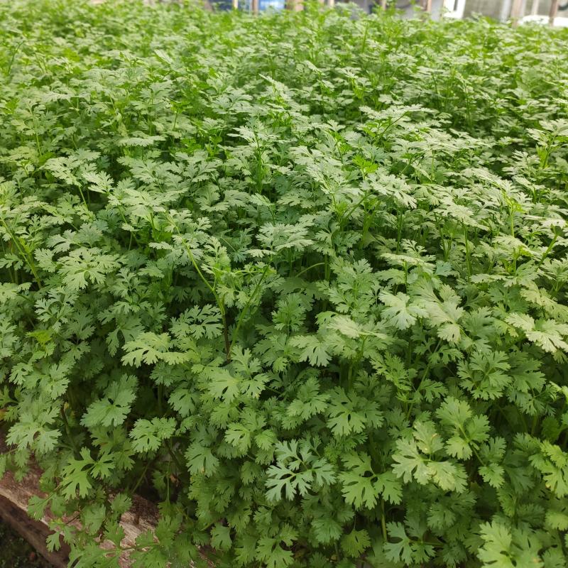 Salsa