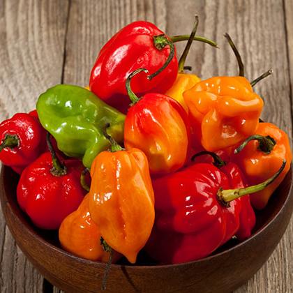 Chile Habanero