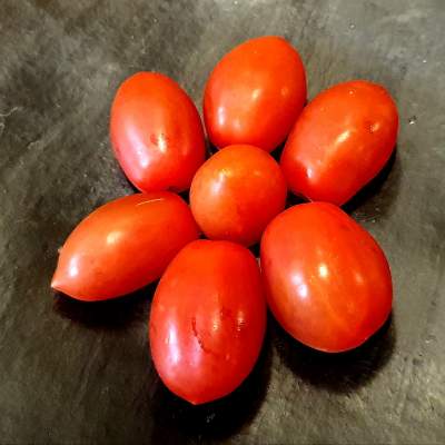 Tomates Uvalina o Cherry