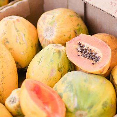 Papaya Mediana
