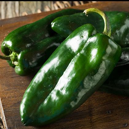 Chile Poblano