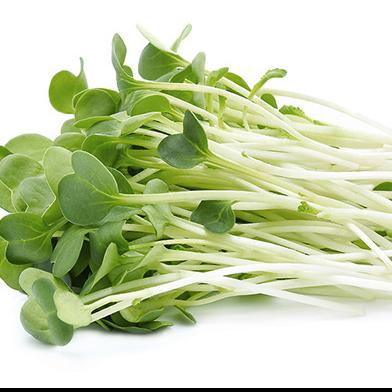 Alfalfa hierba (brote de alfalfa)