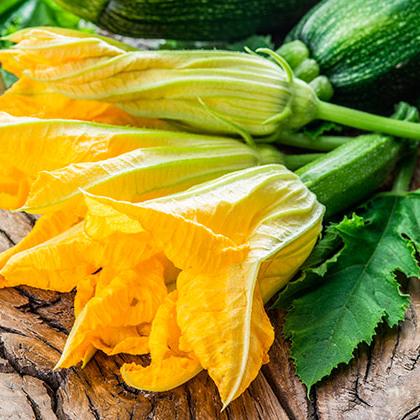 Flor de Calabaza