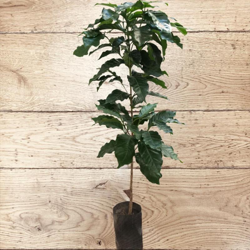 Planta de café