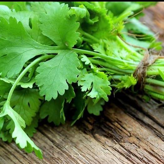 Cilantro