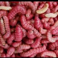 Gusanitos rojos de Maguey 12 piezas