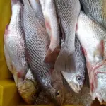 Corvina grande