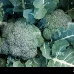 BROCOLI