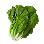 Lechuga costina