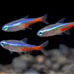 Tetra Neón