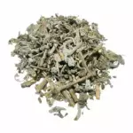 Salvia