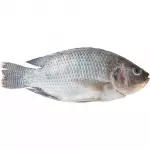 Fresh Whole Tilapia, Tray