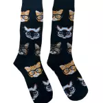 Gato com óculos