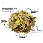 Canela de velho - 30g