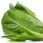 Lechuga Romana