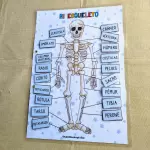 Sistema Óseo