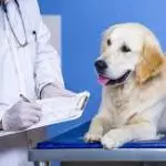 Consultas a Domicilio/Veterinario🐶🐹🐔💉🔬