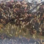Arroz preto orgânico - Luiz