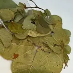 Pata De Faca 100g