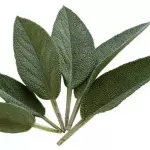 Salvia