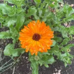 Flor de Calendula Fresca X 70gr Org.