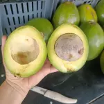Aguacate choquette 6000