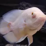 Oscar tigre albino US27
