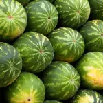 SANDIA UNIDAD