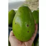 Aguacate papelillo 9000