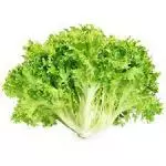Lechuga Italiana