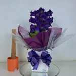 A459 Campânula "Encantadora"