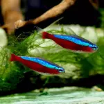 Tetra cardenal adulto US4.5