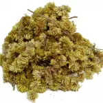 Macela