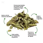 Boldo - 20g