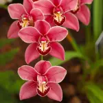 Orquidea