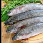 PEIXE tainha kg