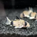 Corydora Panda $5