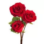 Rosas.