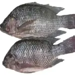 TILAPIA NEGRA