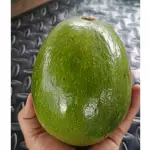 Aguacate choquette 13.000
