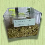 GRANOLA CROCANTE (50G)