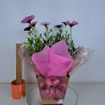 A442 margarida rosa "Charme natural"