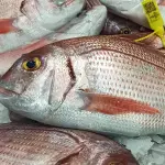 Pargo