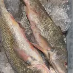 CORVINA KG