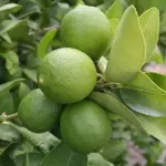 Limón x kilo