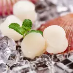 CARNE DE VIEIRAS 新鲜瑶柱片